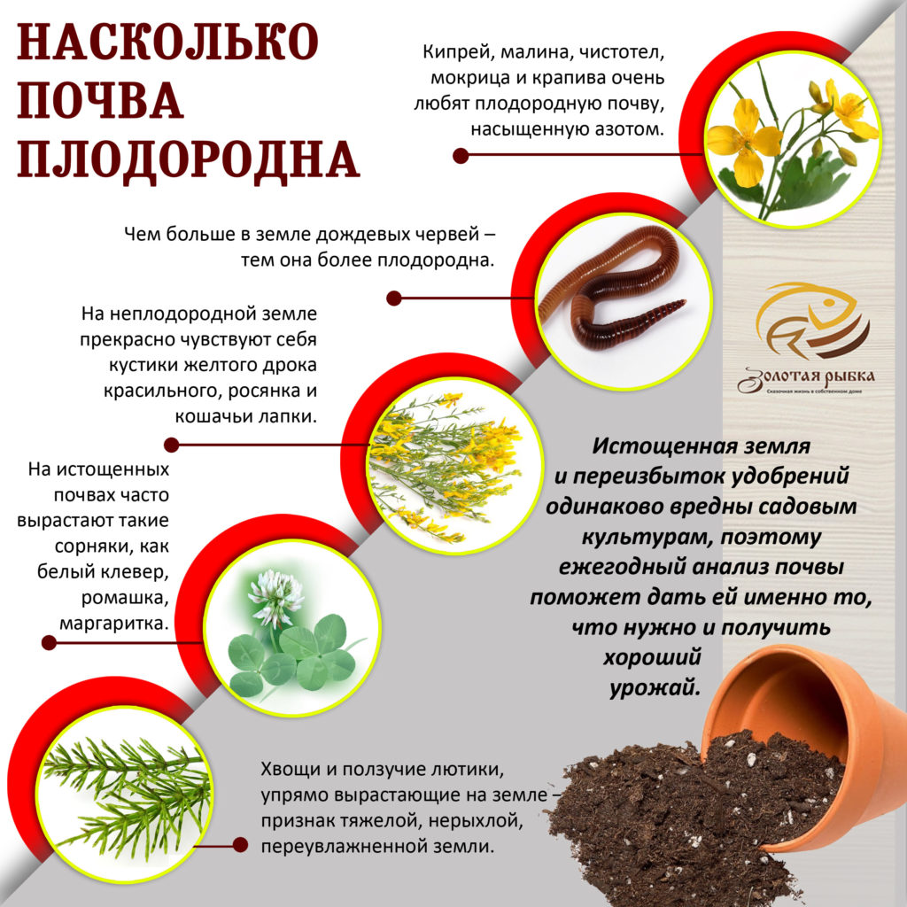 Кислотность почвы очень важна для растений. Анализ кислотности почвы подскажут растения-аборигены.